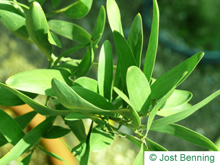 The lancéolée leaf of Australian Blackwood