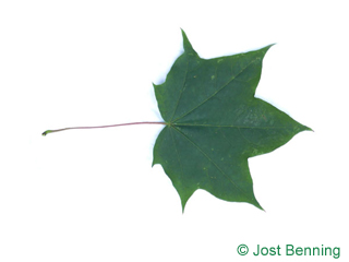 The lobée leaf of Cappadocian Maple