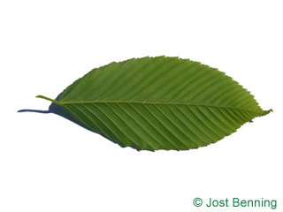 The ovoïde leaf of Hornbeam Maple
