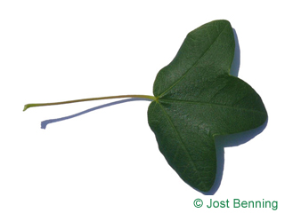 The lobée leaf of érable de montpellier