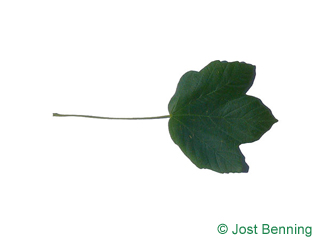 The lobée leaf of Italian Maple