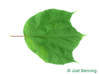 The lobée leaf of érable de pennsylvanie | érable jaspé