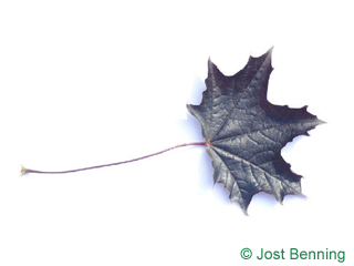 The lobée leaf of Red Norway Maple