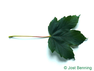 The lobée leaf of érable sycomore