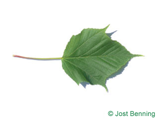 The lobée leaf of érable rufinerve