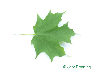 The lobée leaf of érable à sucre