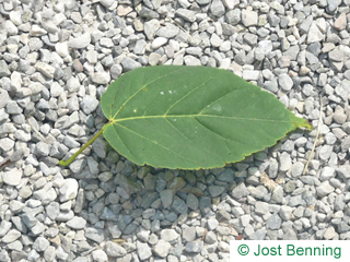 The ovoïde leaf of Mountain Maple
