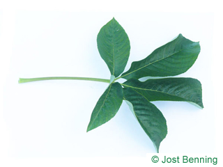 The composée leaf of pavier de californie | marronnier de californie