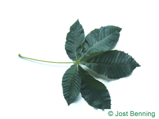 The composée leaf of buckeye leaves
