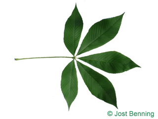 The composée leaf of buckeye leaves