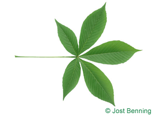 The composée leaf of pavier de l'ohio | marronnier de l'ohio