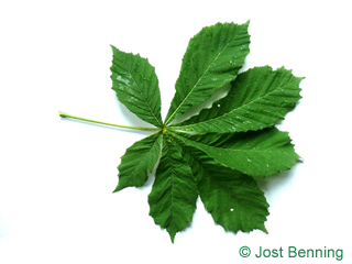 The composée leaf of marronnier commun | marronnier d'Inde | marronnier blanc