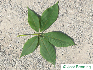 The composée leaf of Yellow Horsechestnut