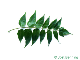 The composée leaf of ailante glanduleux | ailante ou faux vernis du japon | vernis de chine