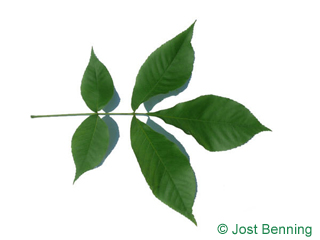 The composée leaf of caryer ovale | carya blanc | noyer blanc | noyer tendre