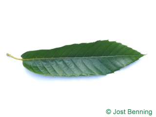 The lancéolée leaf of noyer | noyer commun