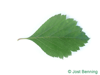 The ovoïde leaf of Douglas Hawthorn