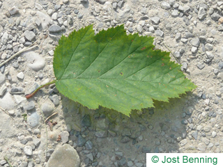 The ovoïde leaf of Quebec Hawthorn