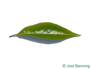 The lancéolée leaf of Date Plum
