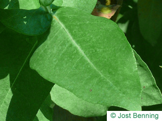 The ovoïde leaf of Blue Gum