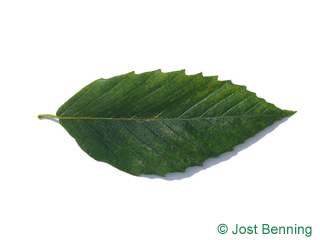 The lancéolée leaf of American Beech