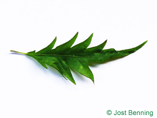 The sinuée leaf of Cut Leaf Beech