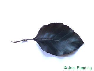The ovoïde leaf of hêtre pourpre