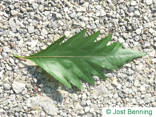 The sinuée leaf of Oak Leaved Beech