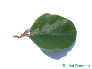 The arrondie leaf of Round-leaved European Beech