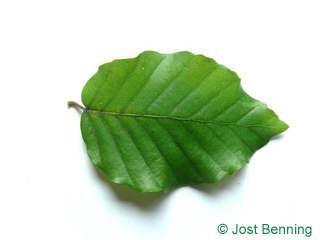 The ovoïde leaf of hêtre commun