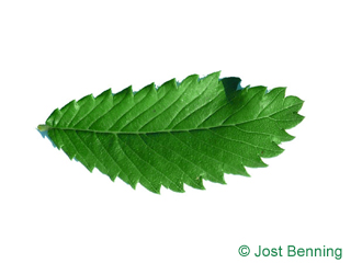 The ovoïde leaf of Thorn-Elm