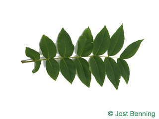 The composée leaf of Black Walnut