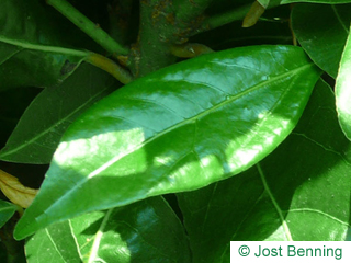 The lancéolée leaf of Laurel