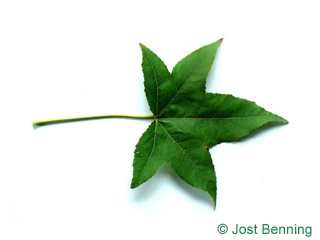 The lobée leaf of copalme d'amérique