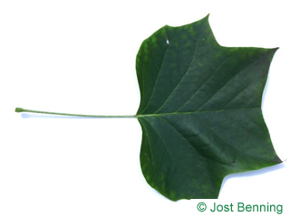 The lobée leaf of tulipier de virginie | arbre aux lis