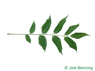 The composée leaf of Japanese Cork Tree