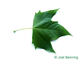 The lobée leaf of platane commun | platane à feuille d'érable