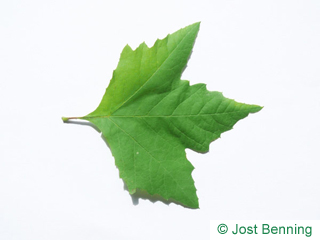 The lobée leaf of platane d'orient