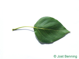The triangulaire leaf of peuplier carolin