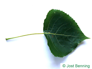 The triangulaire leaf of peuplier noir
