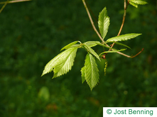 The lancéolée leaf of Sawtooth Oak