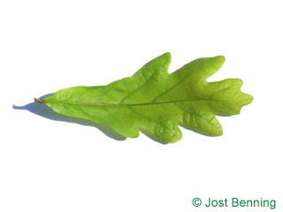 The sinuée leaf of chêne blanc | chêne blanc d'Amérique