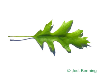 The sinuée leaf of chêne écarlate