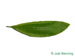 The lancéolée leaf of quercus imbricaria