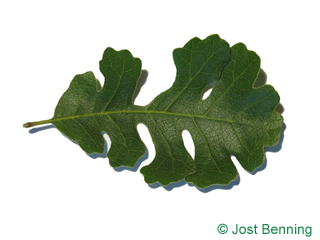 The sinuée leaf of Valley Oak