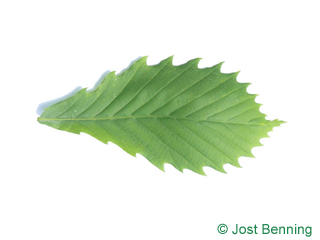 The ovoïde leaf of chêne de mongolie