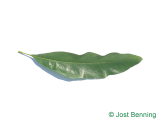 The lancéolée leaf of Willow Oak