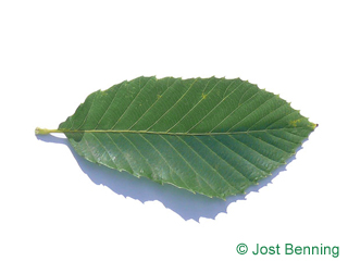 The ovoïde leaf of Pontine Oak