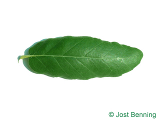 The lancéolée leaf of Cork Oak