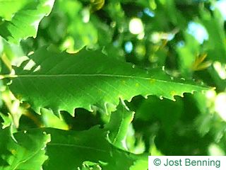 The ovoïde leaf of Macedonian Oak